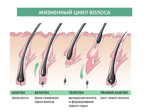 Описание жизненного цикла волос